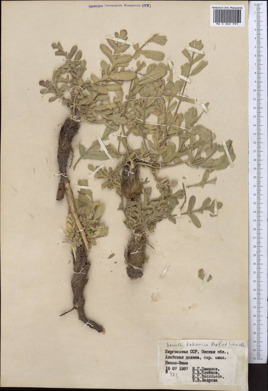 Ferula kokanica Regel & Schmalh., Middle Asia, Pamir & Pamiro-Alai (M2) (Kyrgyzstan)