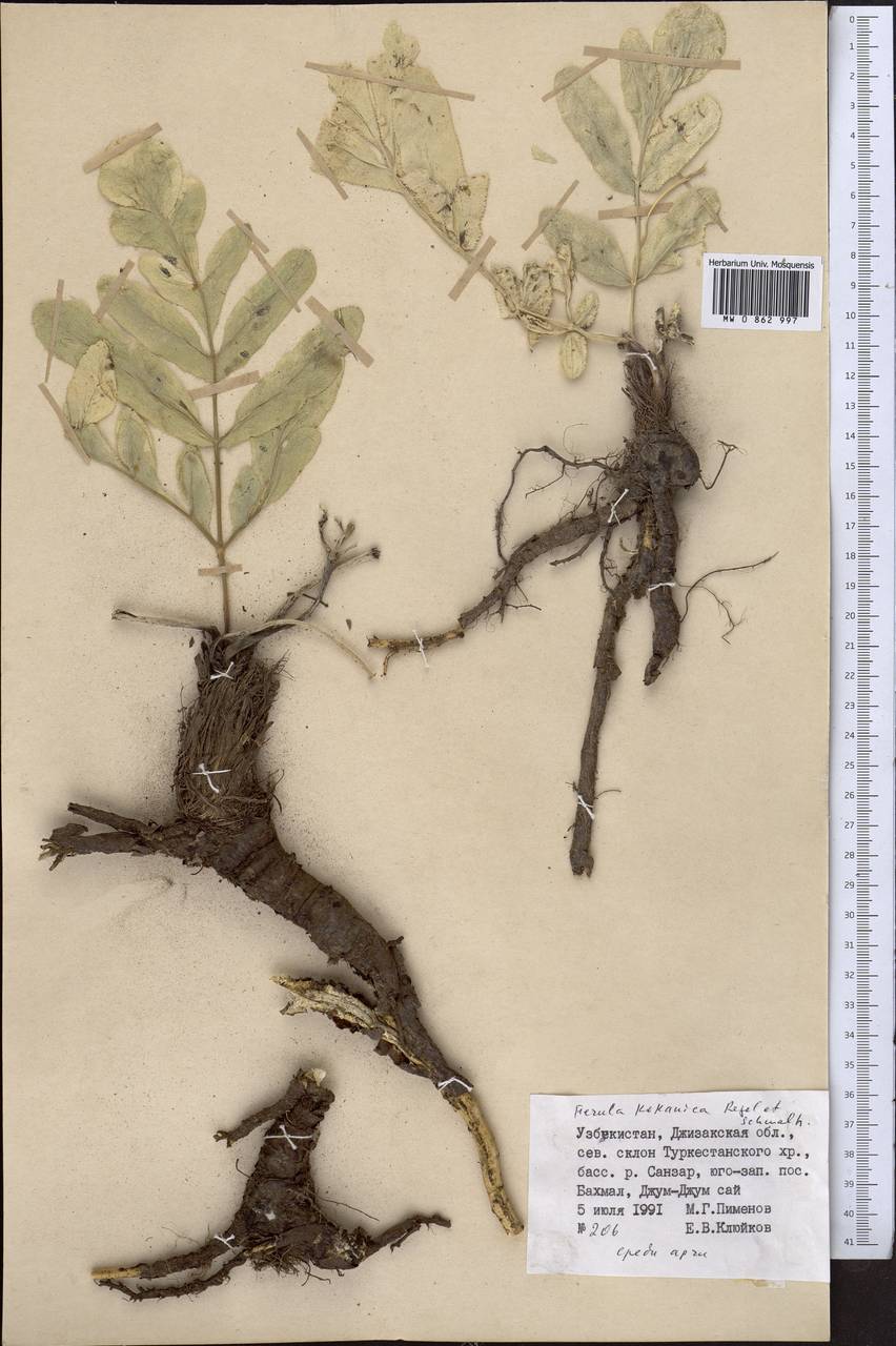 Ferula kokanica Regel & Schmalh., Middle Asia, Pamir & Pamiro-Alai (M2) (Uzbekistan)