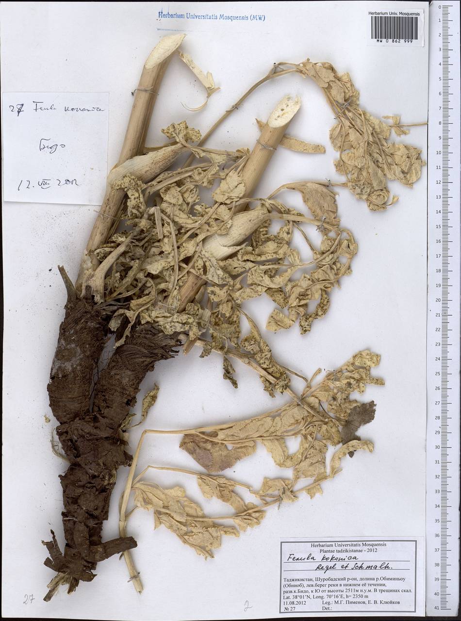 Ferula kokanica Regel & Schmalh., Middle Asia, Pamir & Pamiro-Alai (M2) (Tajikistan)