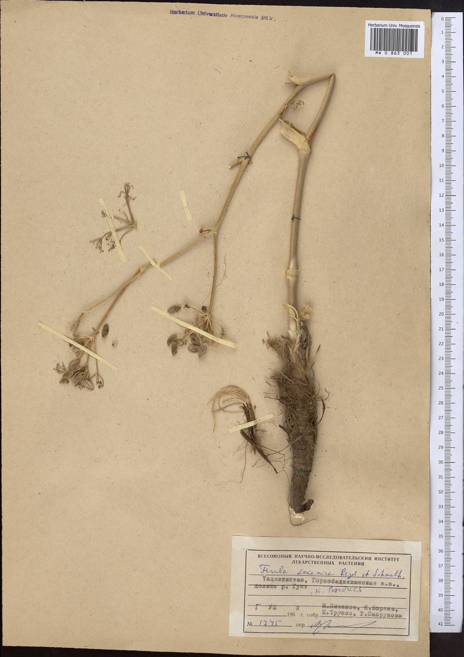 Ferula kokanica Regel & Schmalh., Middle Asia, Pamir & Pamiro-Alai (M2) (Tajikistan)