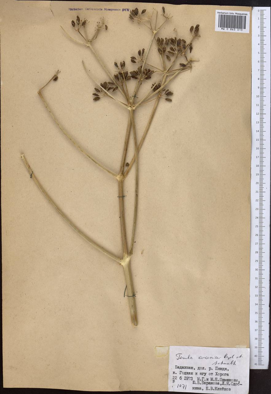 Ferula kokanica Regel & Schmalh., Middle Asia, Pamir & Pamiro-Alai (M2) (Tajikistan)