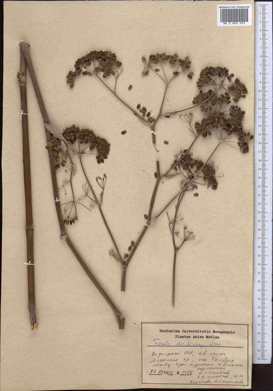 Ferula korshinskyi Korovin, Middle Asia, Pamir & Pamiro-Alai (M2) (Tajikistan)