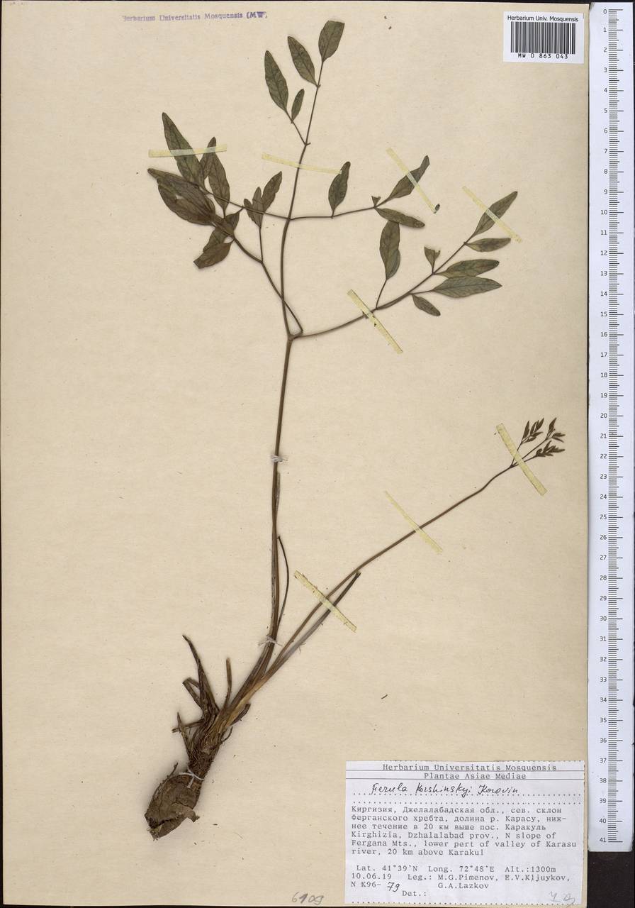 Ferula korshinskyi Korovin, Middle Asia, Western Tian Shan & Karatau (M3) (Kyrgyzstan)