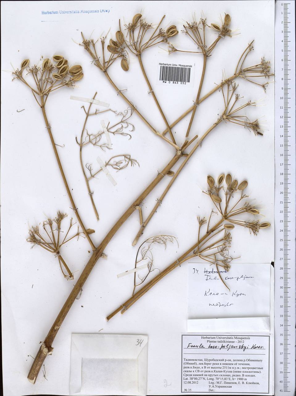 Ferula koso-poljanskyi Korovin, Middle Asia, Pamir & Pamiro-Alai (M2) (Tajikistan)