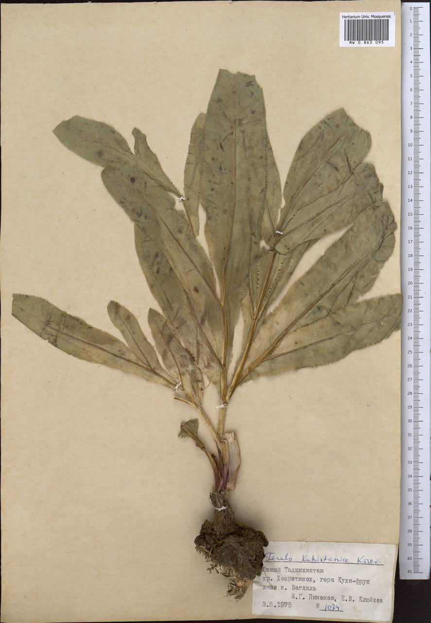 Ferula kuhistanica Korovin, Middle Asia, Pamir & Pamiro-Alai (M2) (Tajikistan)