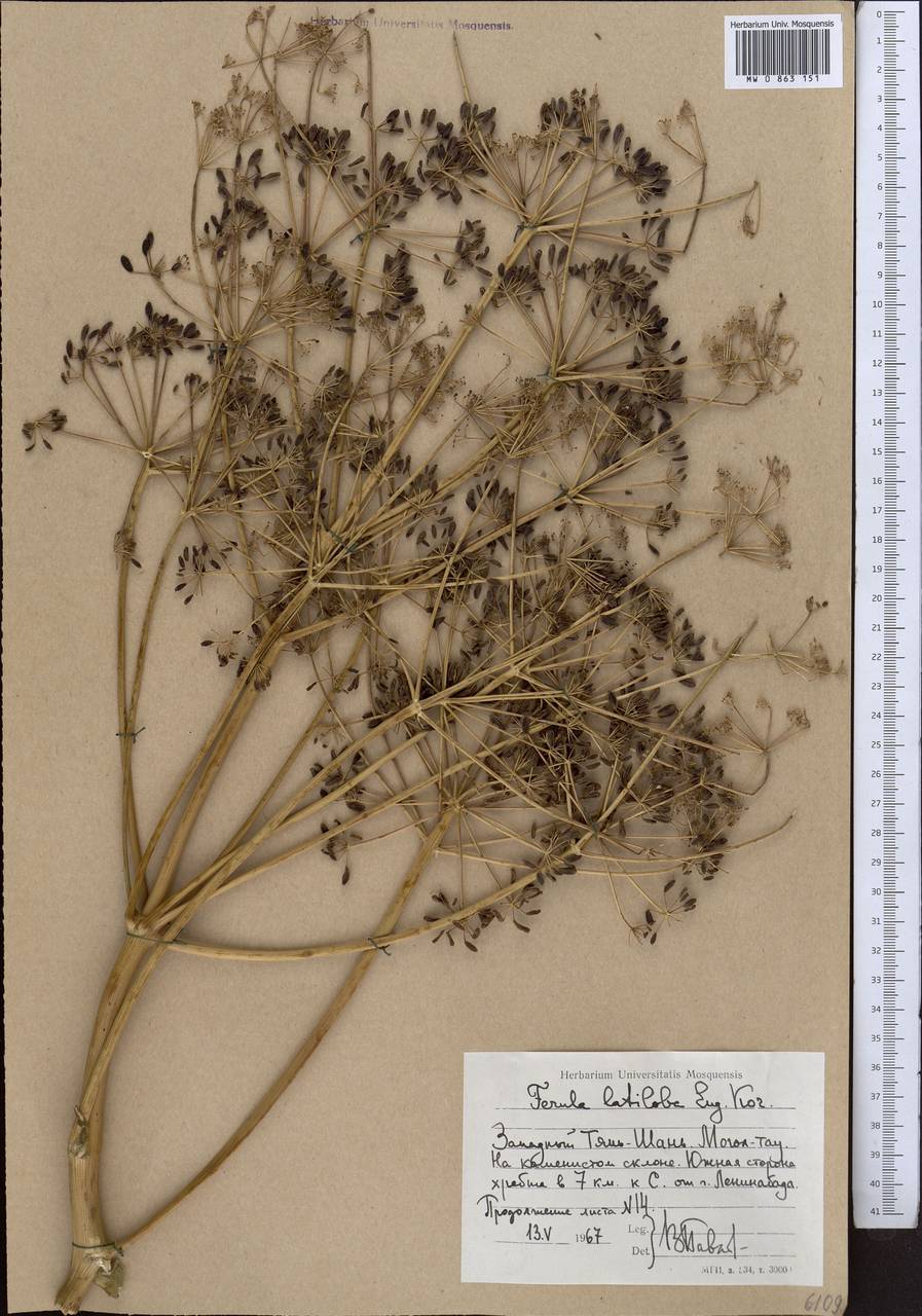 Ferula latiloba Korovin, Middle Asia, Western Tian Shan & Karatau (M3) (Tajikistan)