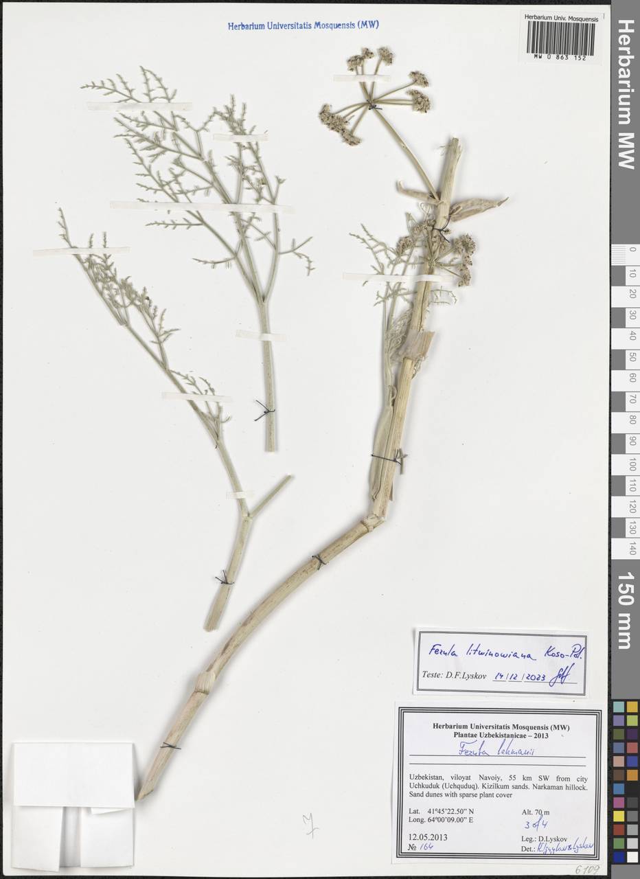 Ferula litwinowiana Koso-Pol., Middle Asia, Syr-Darian deserts & Kyzylkum (M7) (Uzbekistan)