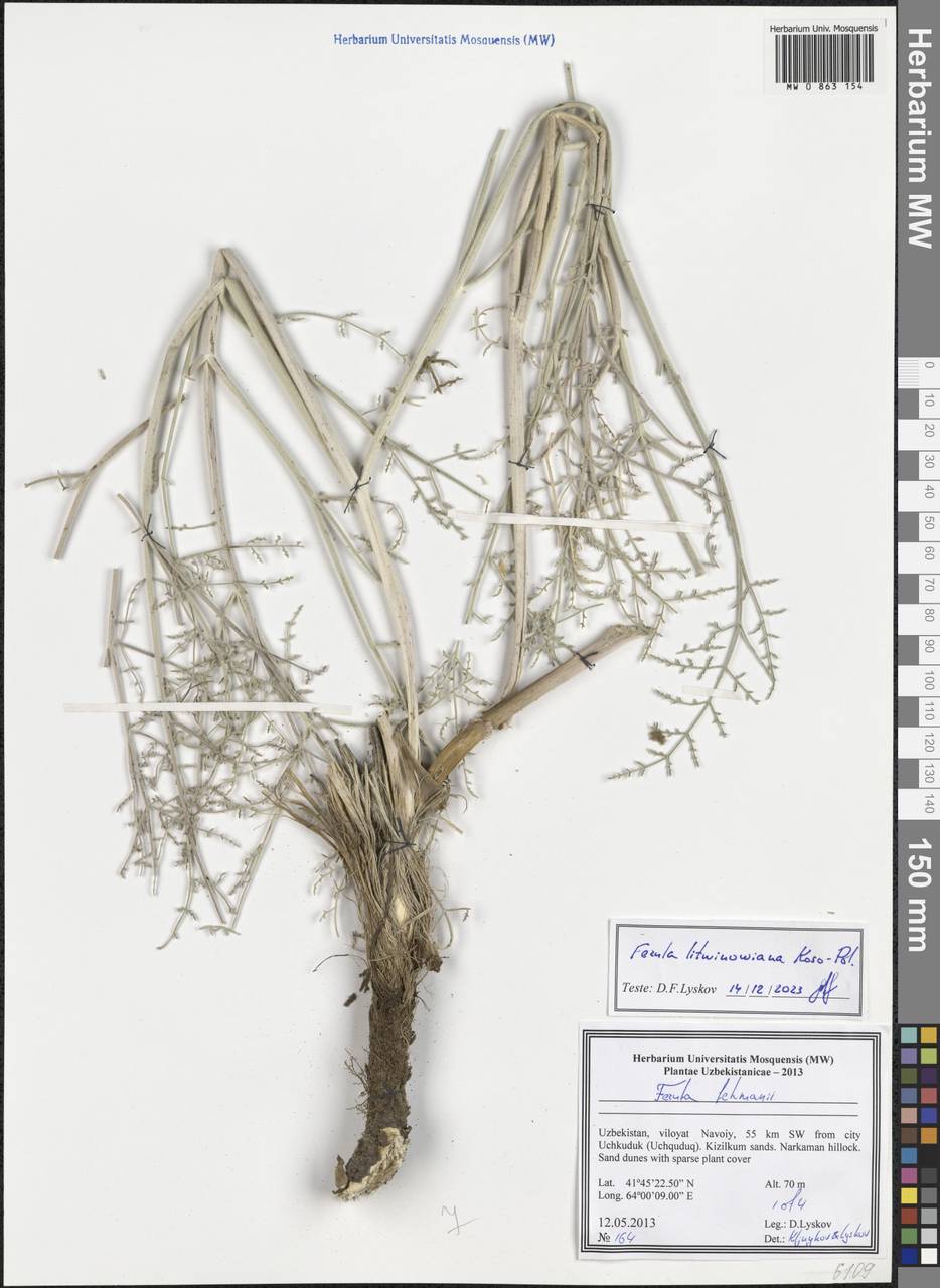 Ferula lehmannii Boiss., Middle Asia, Syr-Darian deserts & Kyzylkum (M7) (Uzbekistan)