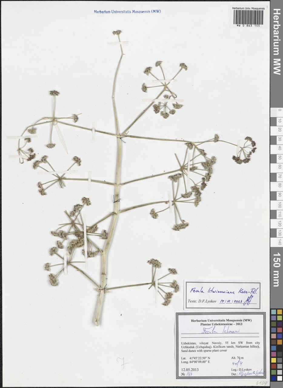 Ferula lehmannii Boiss., Middle Asia, Syr-Darian deserts & Kyzylkum (M7) (Uzbekistan)