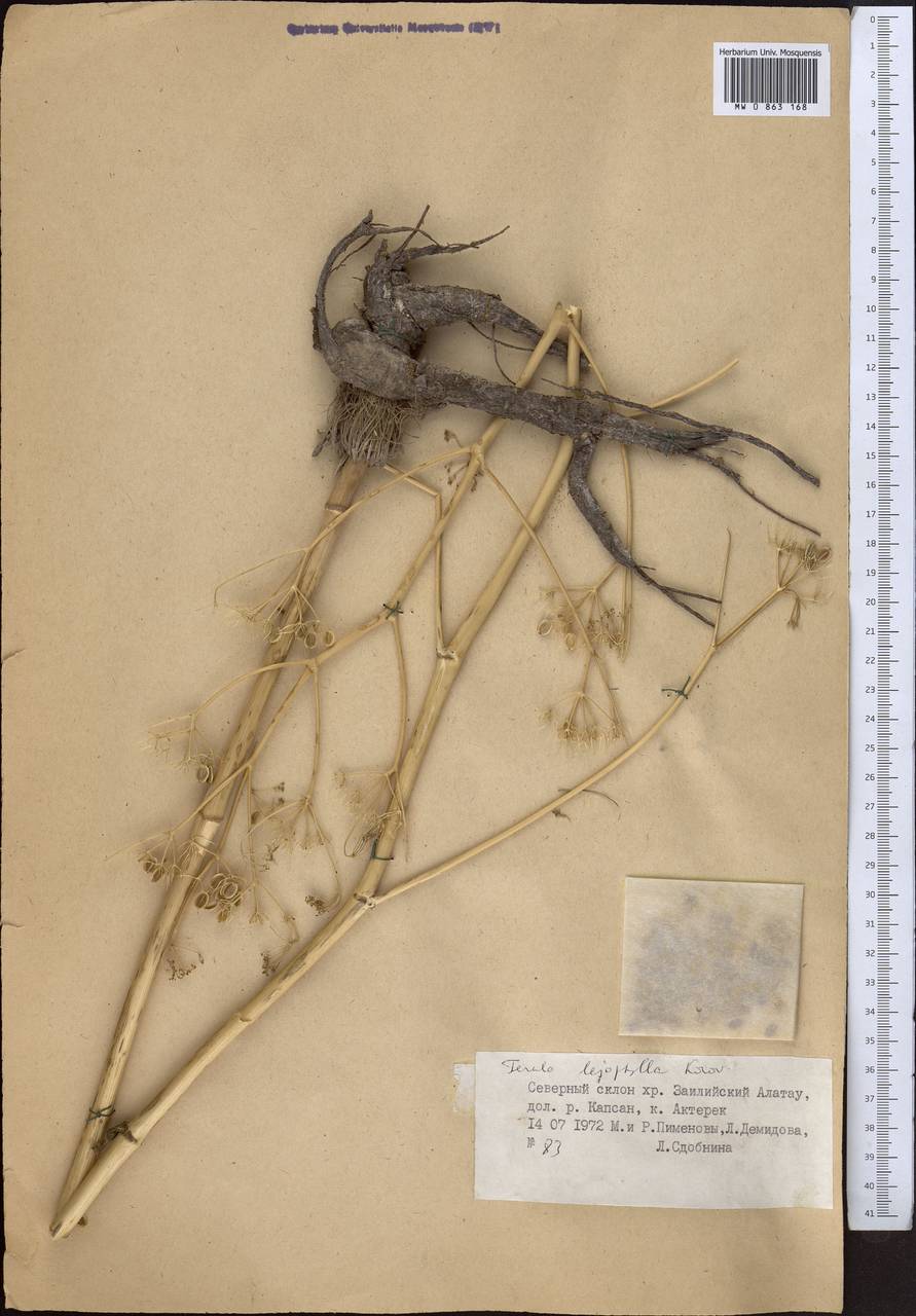 Ferula leiophylla Korovin, Middle Asia, Northern & Central Tian Shan (M4) (Kazakhstan)