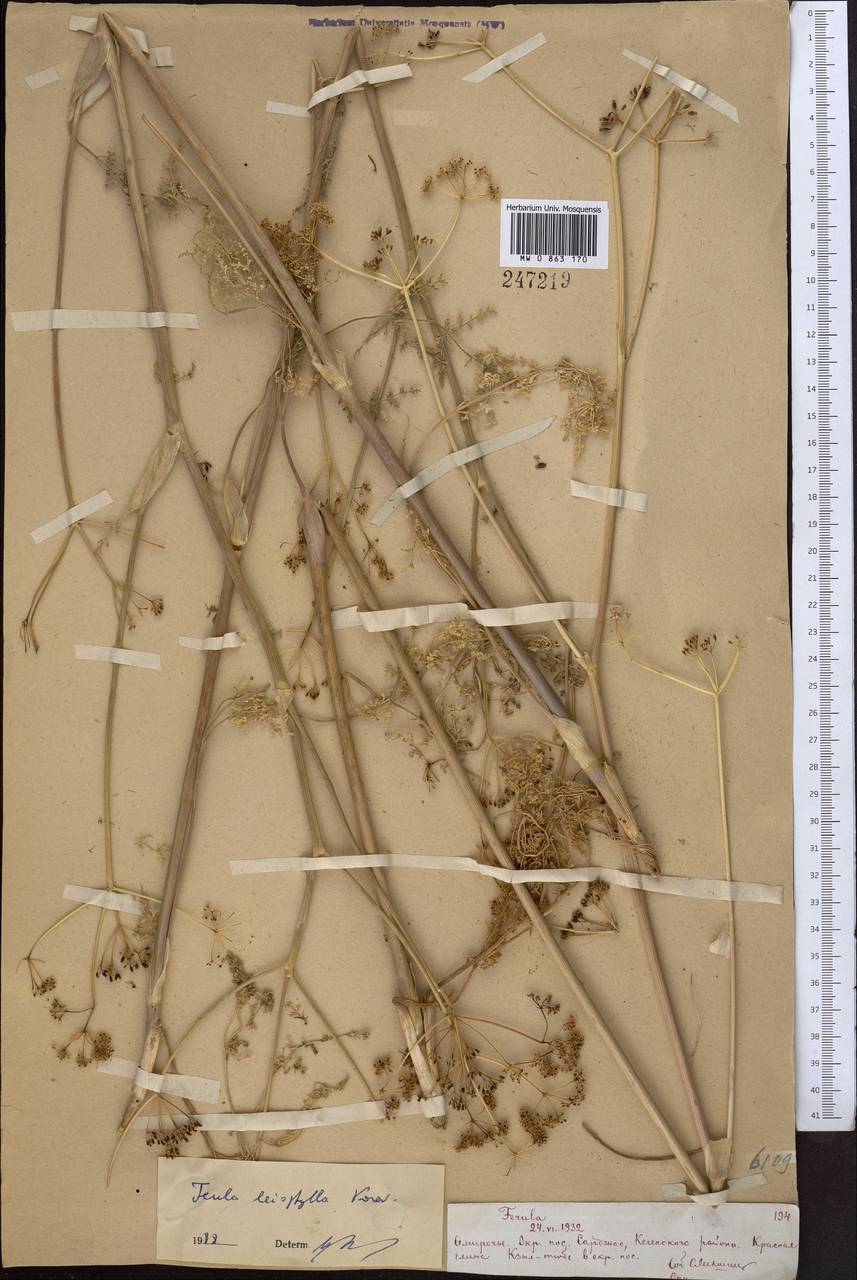 Ferula leiophylla Korovin, Middle Asia, Northern & Central Tian Shan (M4) (Kazakhstan)