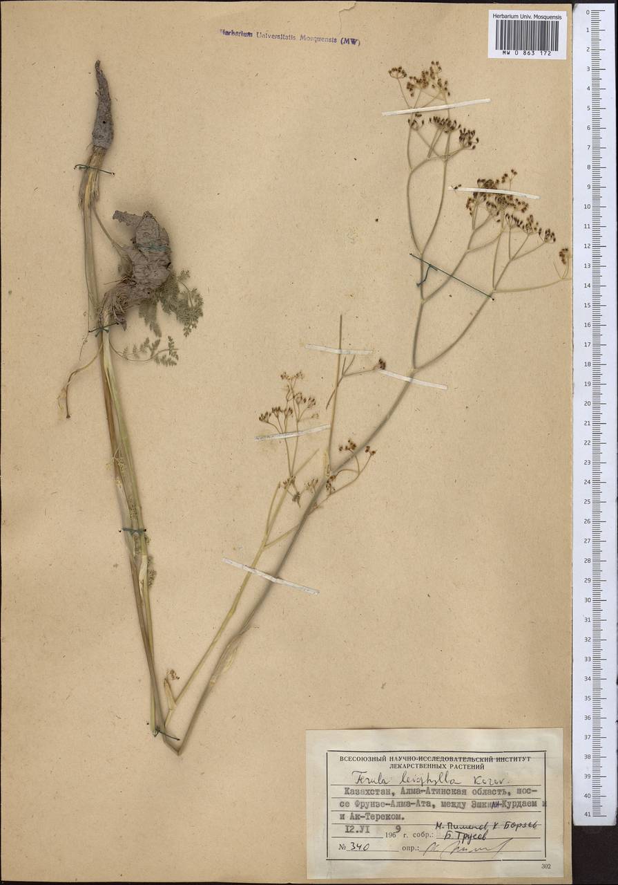 Ferula leiophylla Korovin, Middle Asia, Northern & Central Tian Shan (M4) (Kazakhstan)