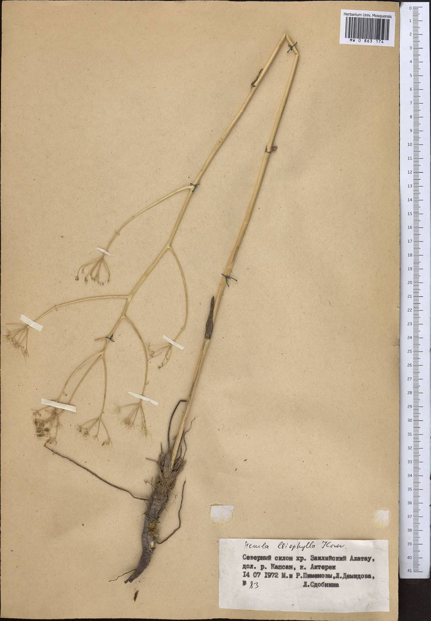 Ferula leiophylla Korovin, Middle Asia, Northern & Central Tian Shan (M4) (Kazakhstan)