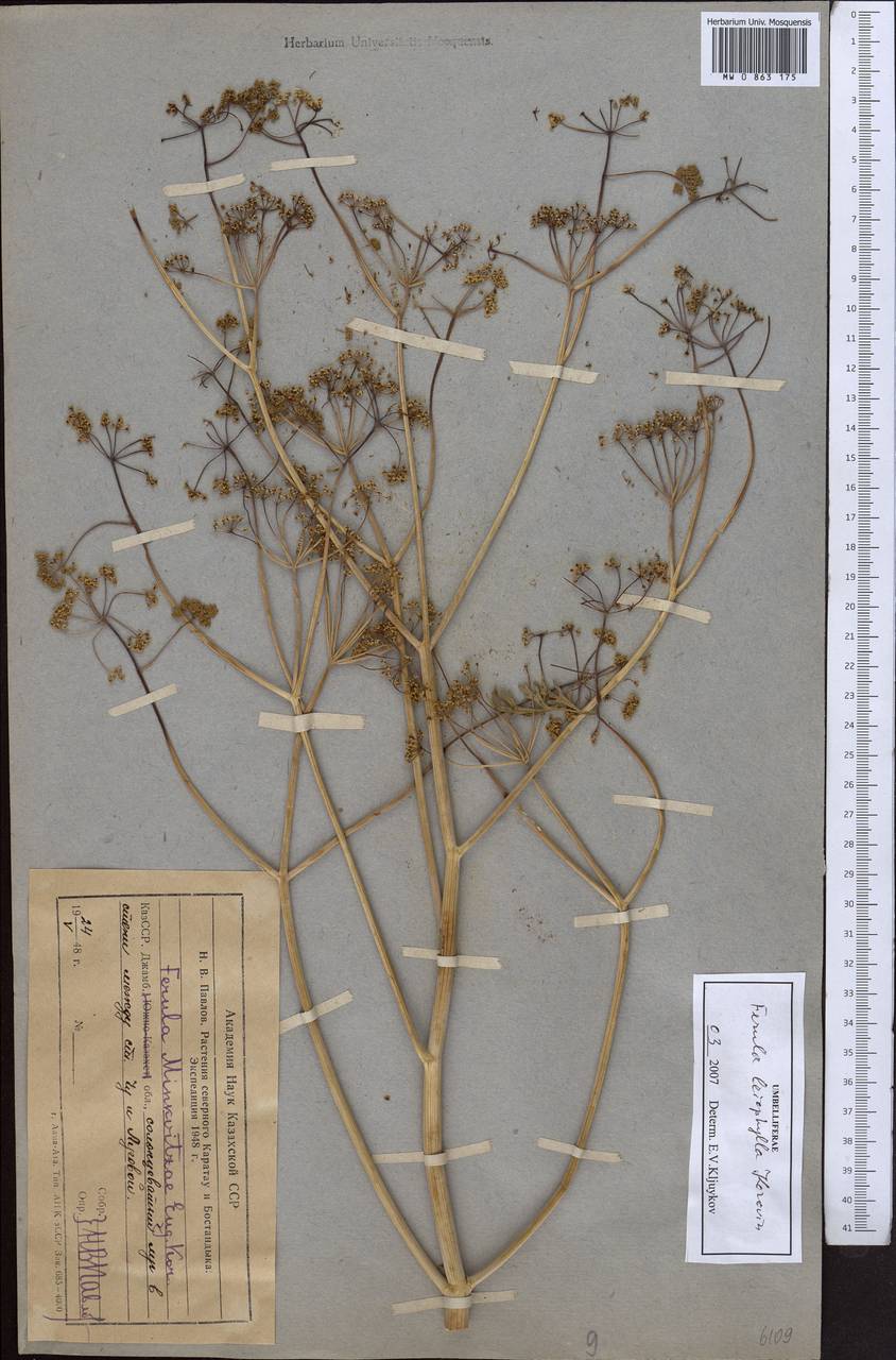 Ferula leiophylla Korovin, Middle Asia, Muyunkumy, Balkhash & Betpak-Dala (M9) (Kazakhstan)