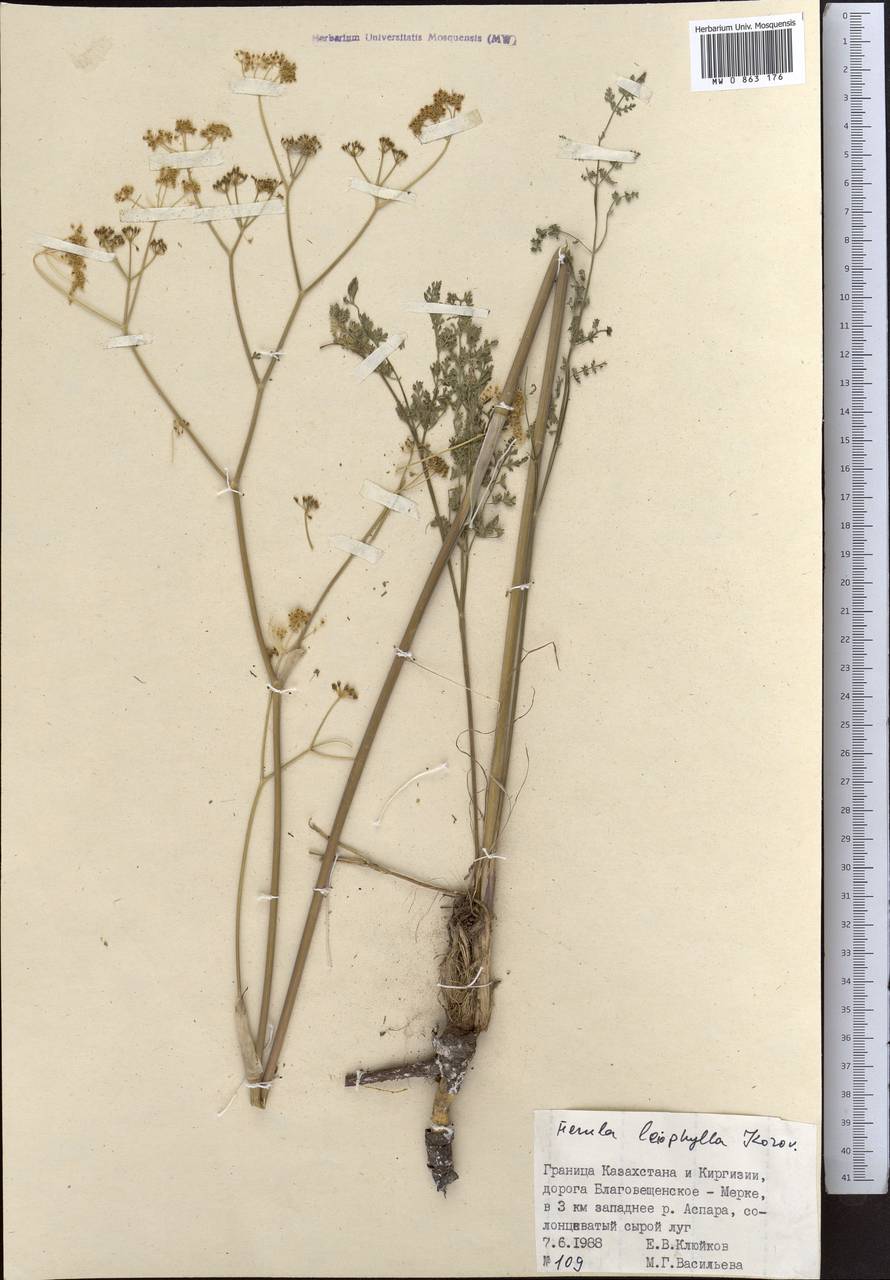 Ferula leiophylla Korovin, Middle Asia, Muyunkumy, Balkhash & Betpak-Dala (M9) (Kazakhstan)