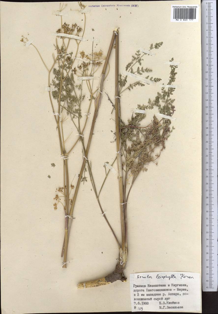 Ferula leiophylla Korovin, Middle Asia, Muyunkumy, Balkhash & Betpak-Dala (M9) (Kazakhstan)