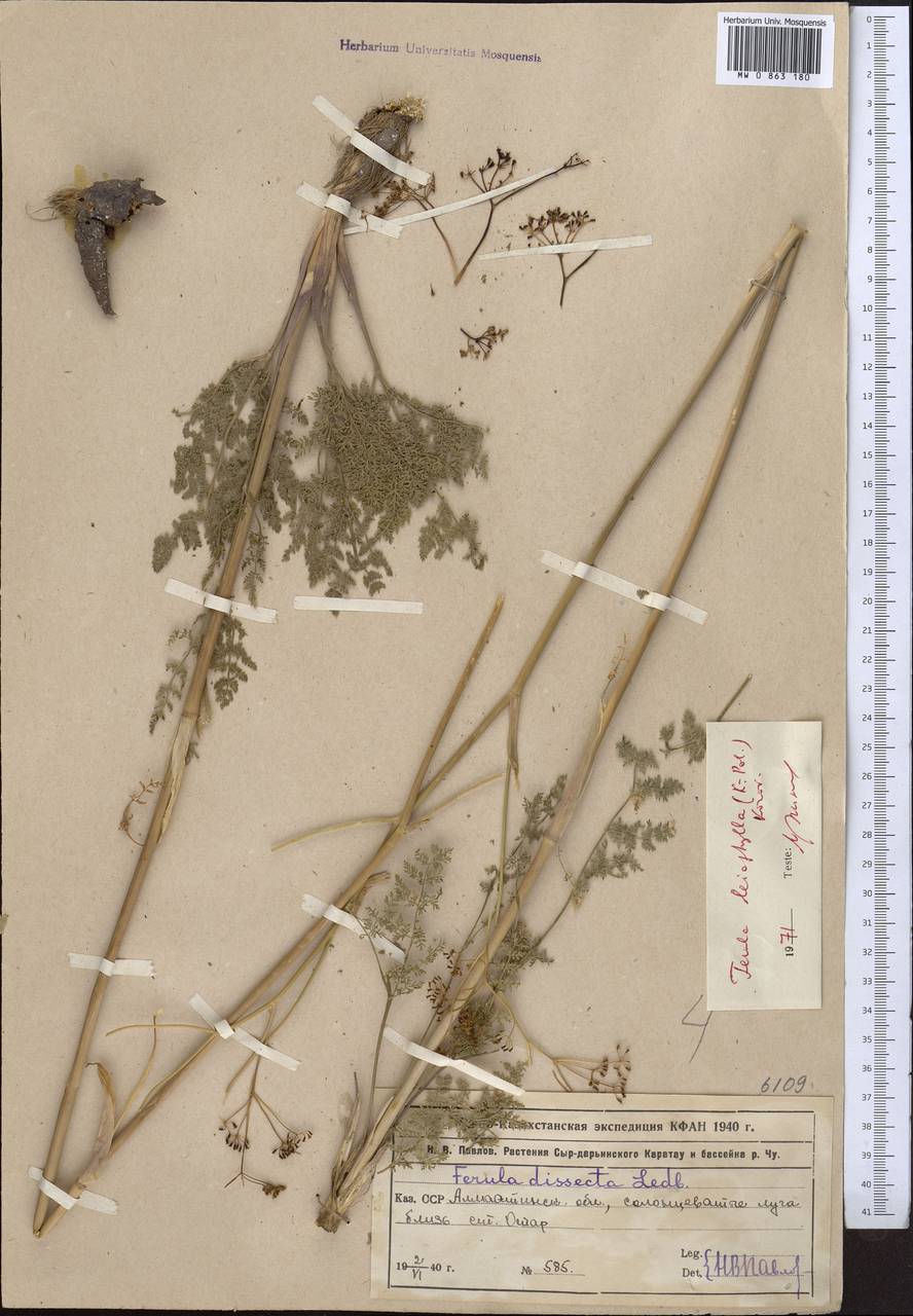 Ferula leiophylla Korovin, Middle Asia, Northern & Central Tian Shan (M4) (Kazakhstan)