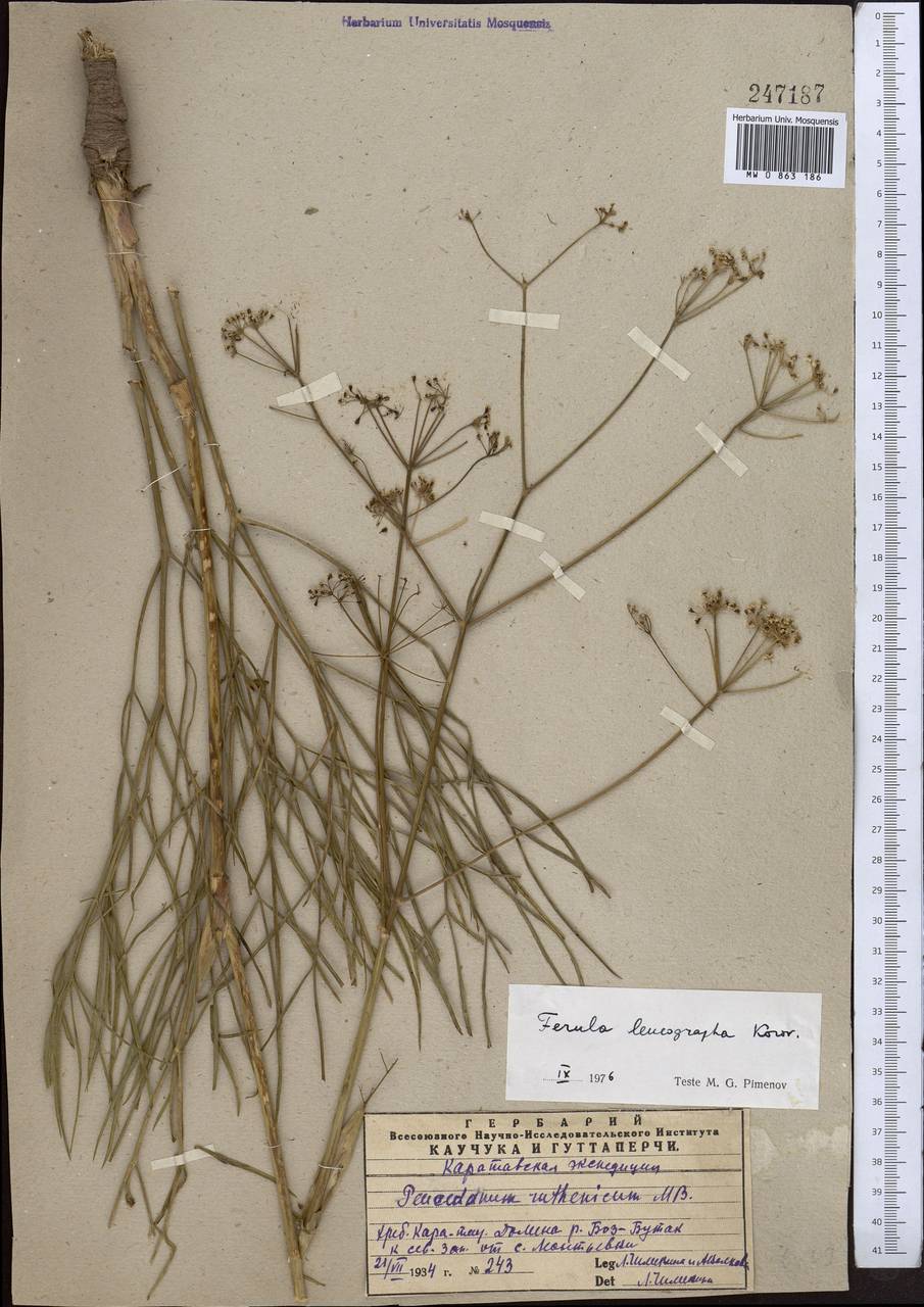 Ferula leucographa Korovin, Middle Asia, Western Tian Shan & Karatau (M3) (Kazakhstan)