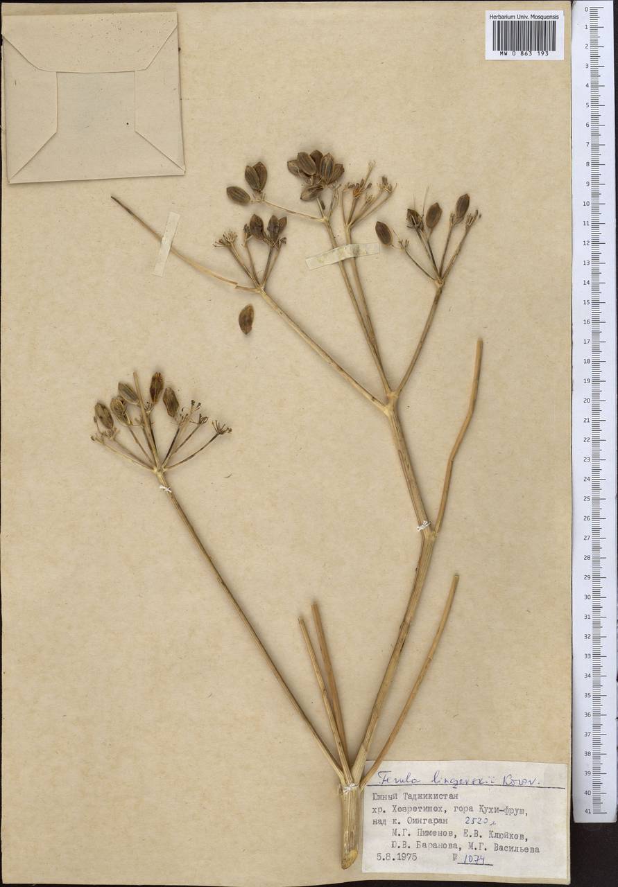Ferula linczevskii Korovin, Middle Asia, Pamir & Pamiro-Alai (M2) (Tajikistan)