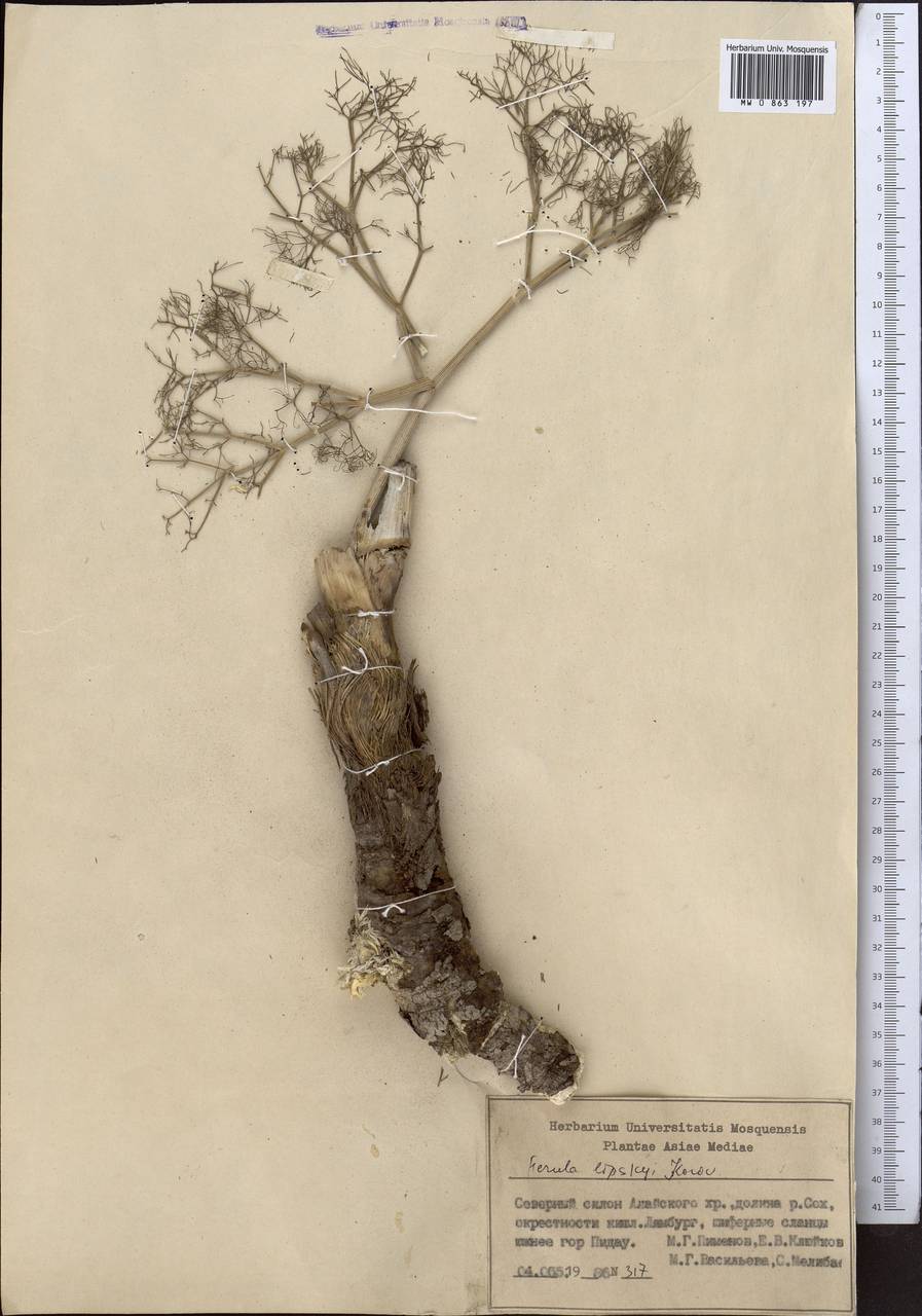 Ferula lipskyi Korovin, Middle Asia, Pamir & Pamiro-Alai (M2)