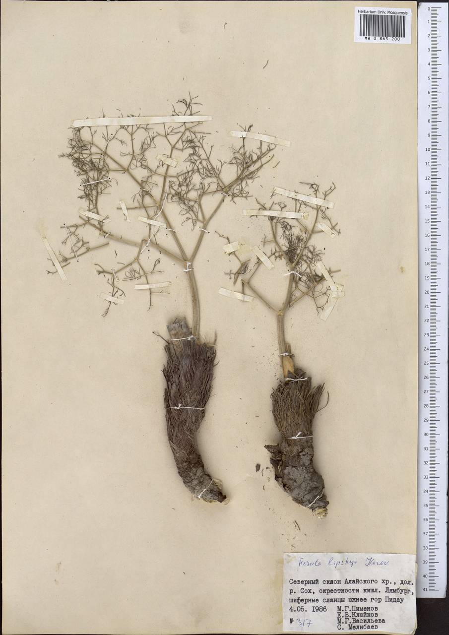 Ferula lipskyi Korovin, Middle Asia, Pamir & Pamiro-Alai (M2) (Kyrgyzstan)