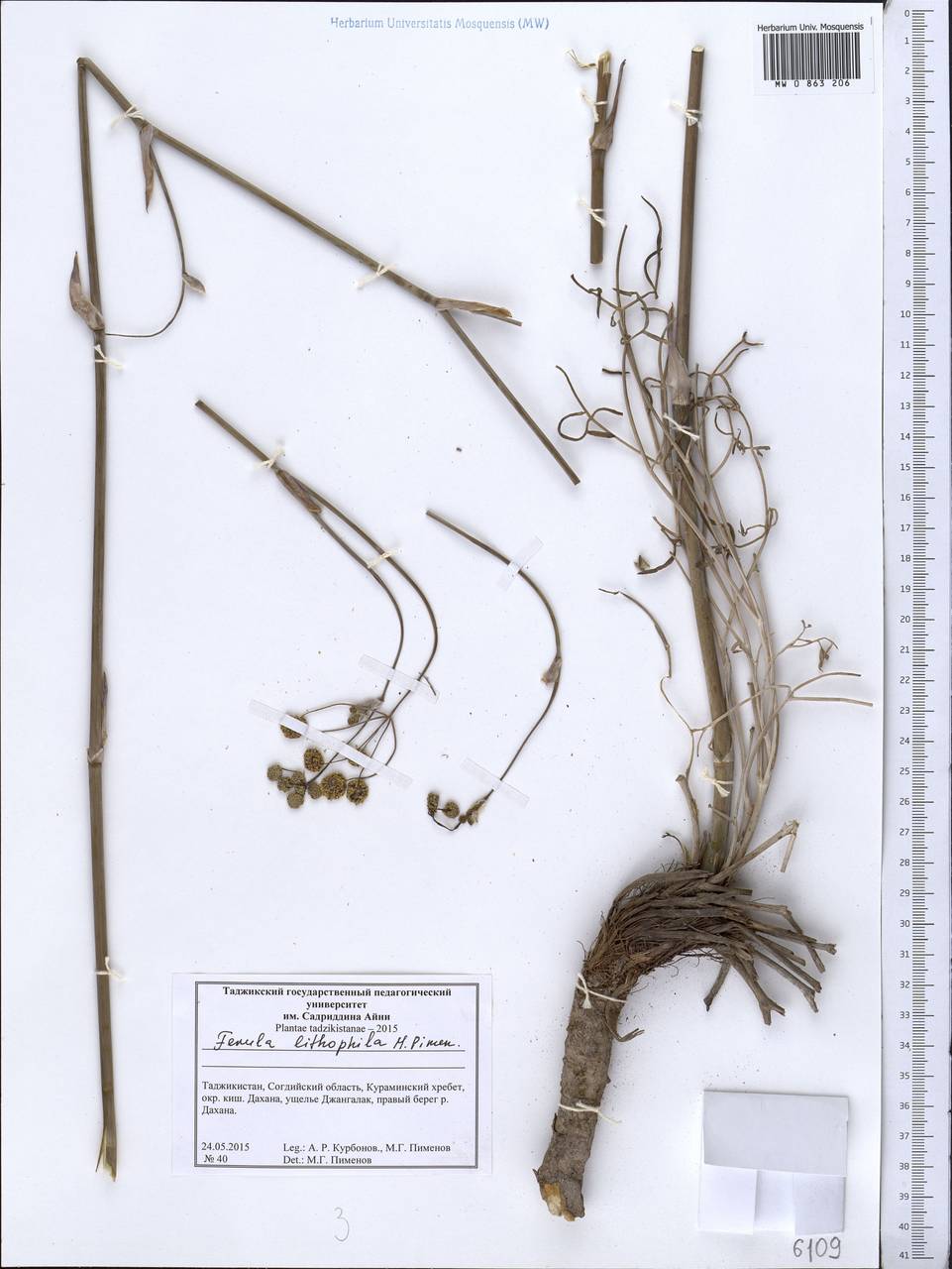 Ferula lithophila Pimenov, Middle Asia, Western Tian Shan & Karatau (M3) (Tajikistan)