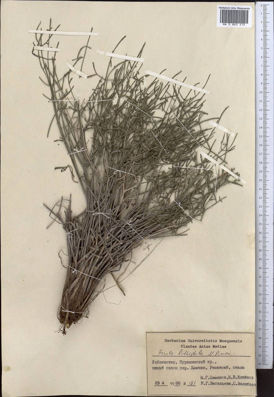 Ferula lithophila Pimenov, Middle Asia, Western Tian Shan & Karatau (M3) (Uzbekistan)
