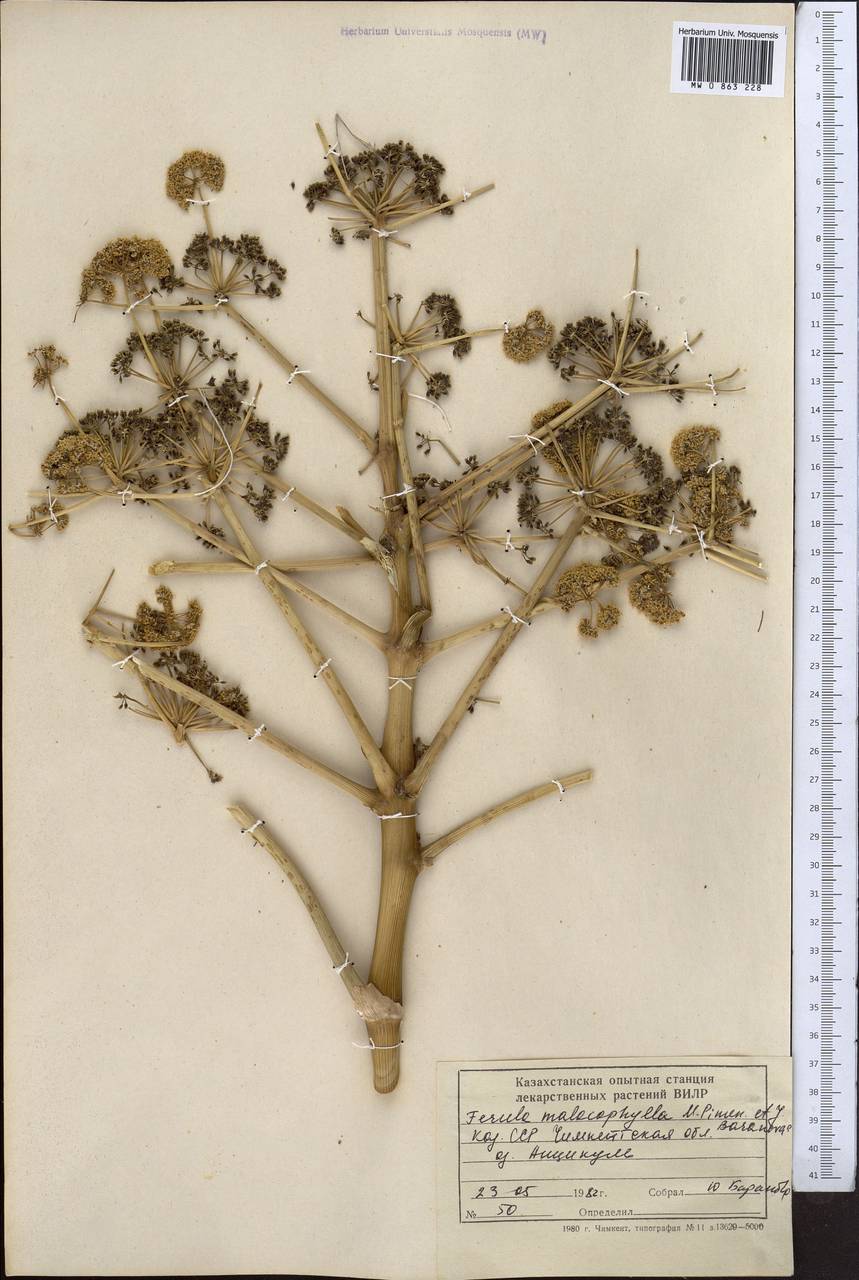 Ferula malacophylla Pimenov & J.V.Baranova, Middle Asia, Syr-Darian deserts & Kyzylkum (M7) (Kazakhstan)