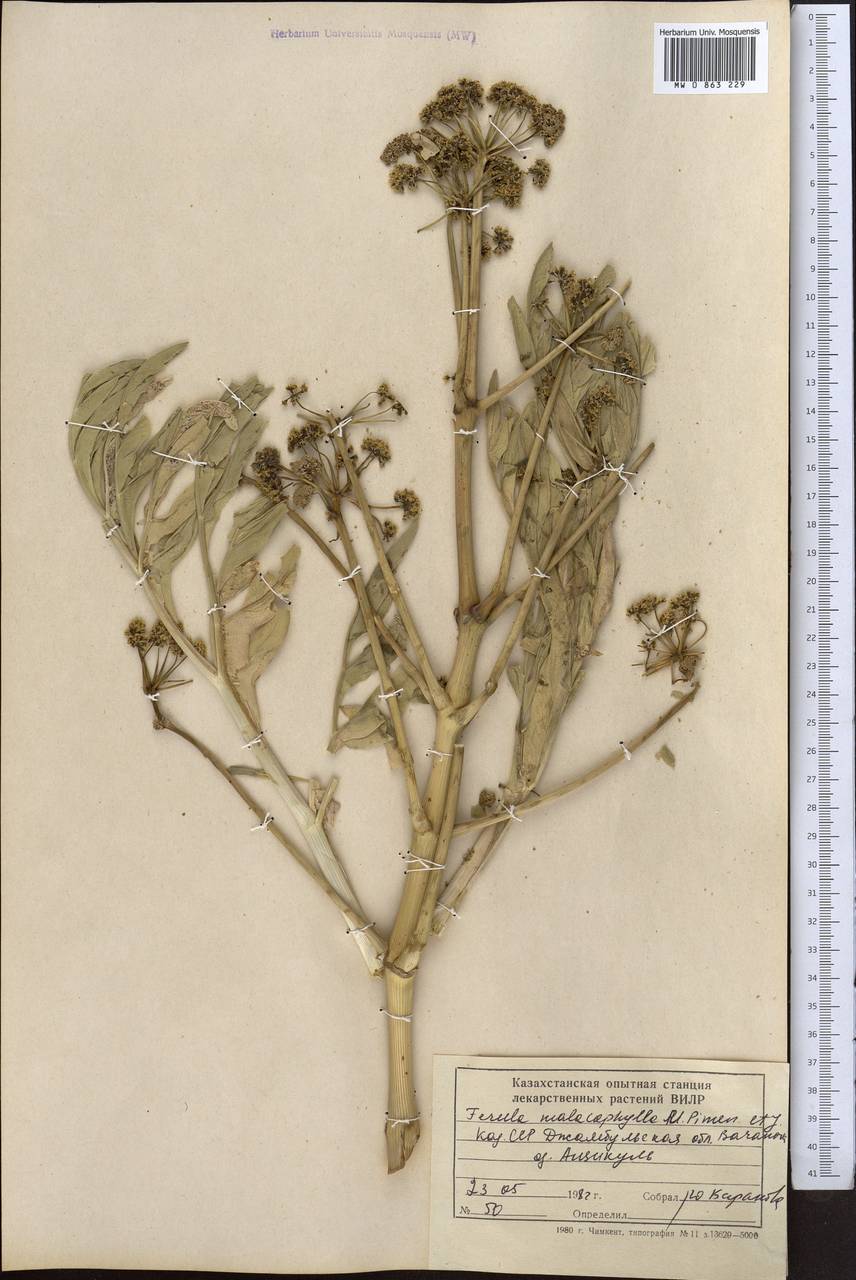 Ferula malacophylla Pimenov & J.V.Baranova, Middle Asia, Syr-Darian deserts & Kyzylkum (M7) (Kazakhstan)
