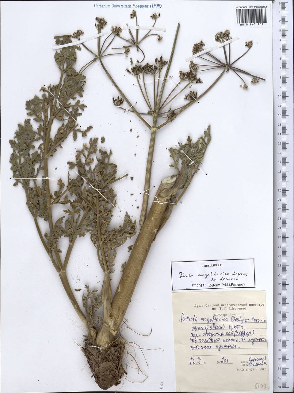 Ferula mogoltavica Lipsky ex Korovin, Middle Asia, Western Tian Shan & Karatau (M3) (Tajikistan)