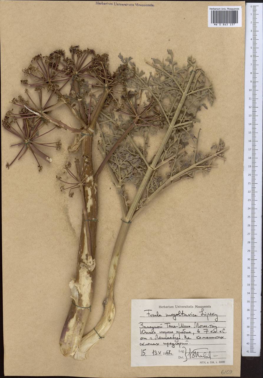 Ferula mogoltavica Lipsky ex Korovin, Middle Asia, Western Tian Shan & Karatau (M3) (Tajikistan)