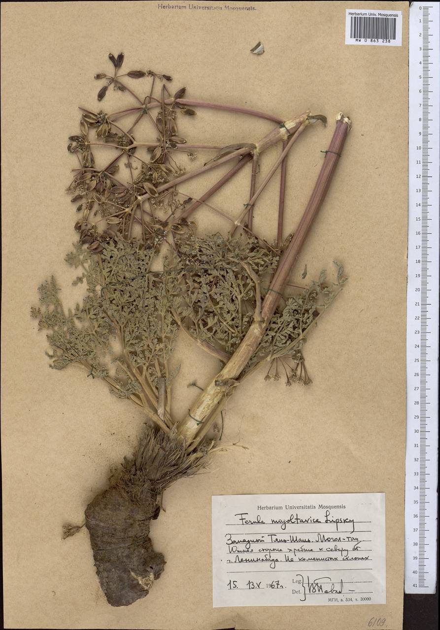 Ferula mogoltavica Lipsky ex Korovin, Middle Asia, Western Tian Shan & Karatau (M3) (Tajikistan)