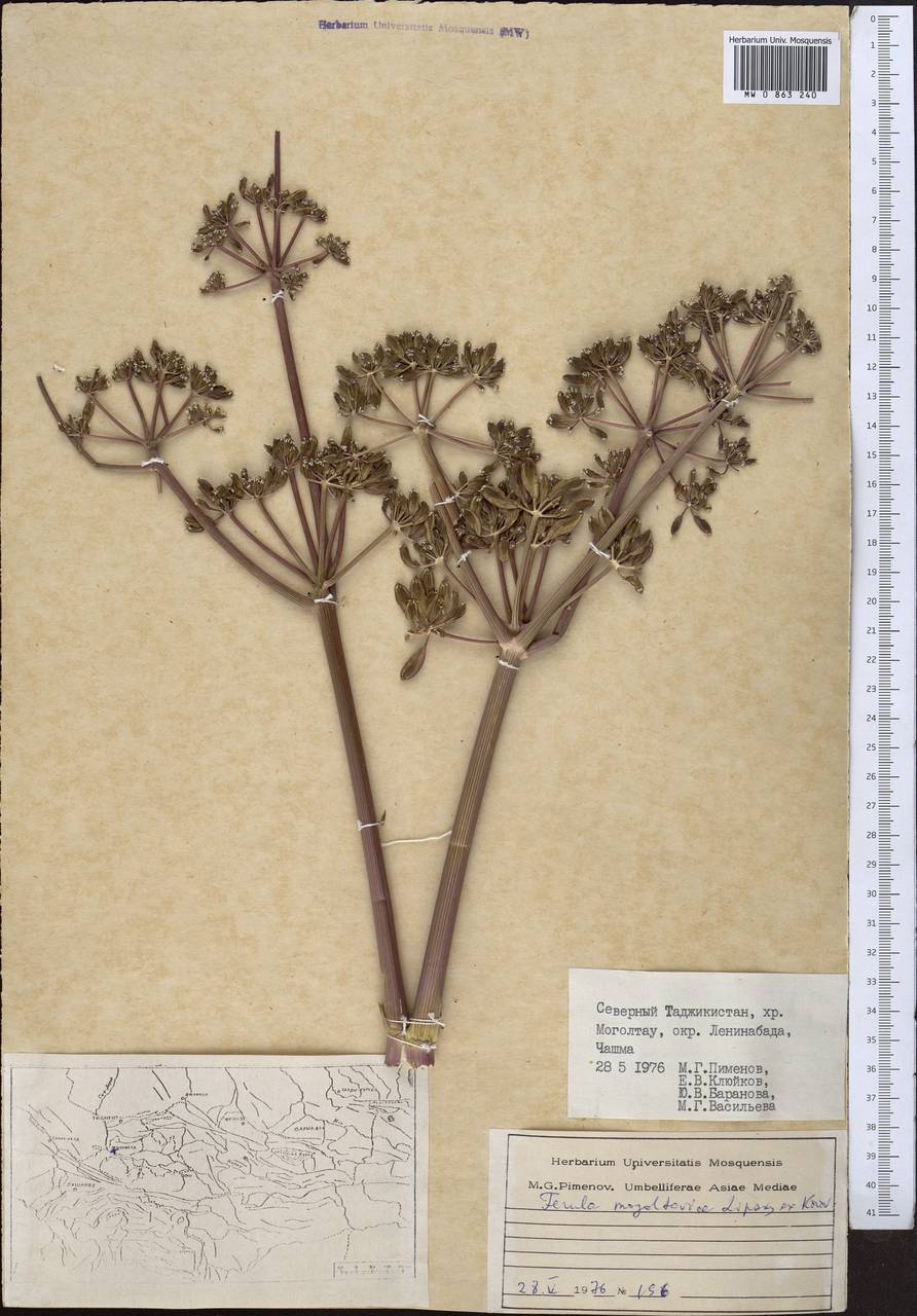 Ferula mogoltavica Lipsky ex Korovin, Middle Asia, Western Tian Shan & Karatau (M3) (Tajikistan)