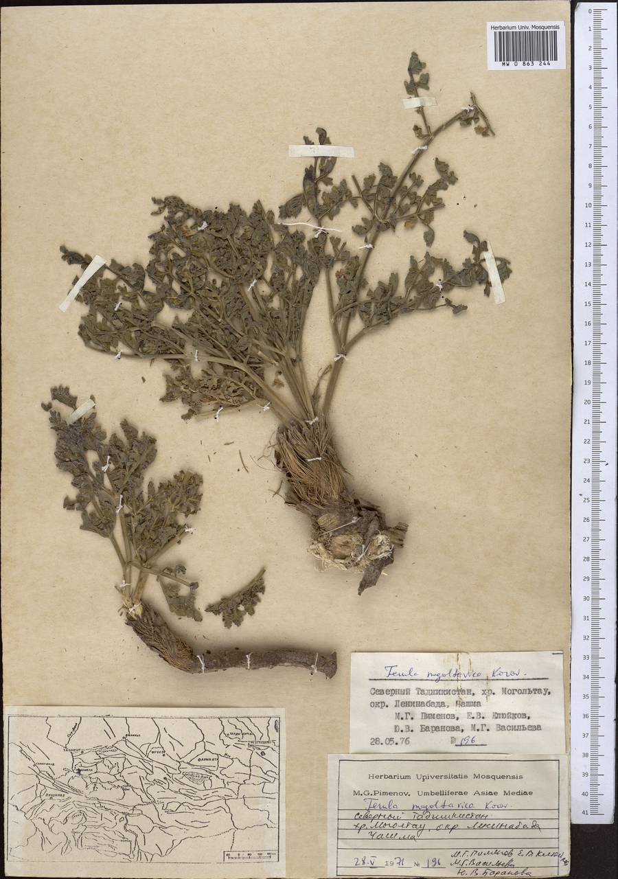 Ferula mogoltavica Lipsky ex Korovin, Middle Asia, Western Tian Shan & Karatau (M3) (Tajikistan)