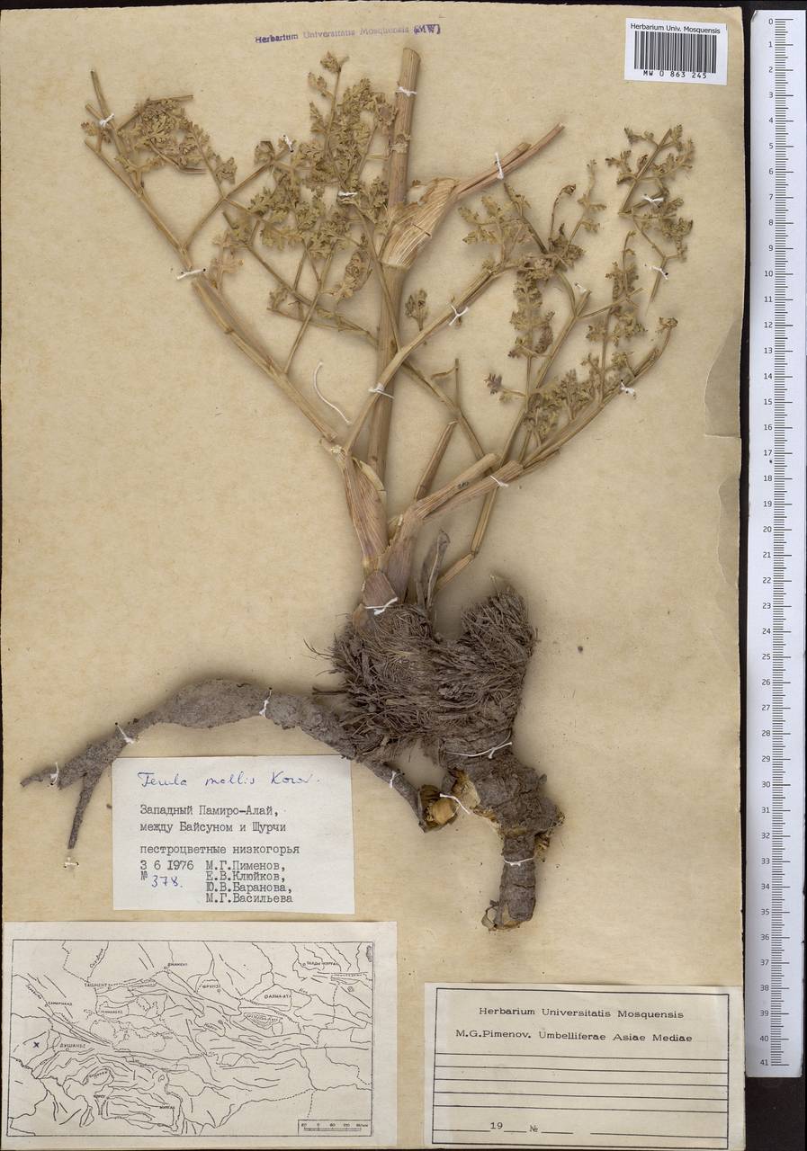 Ferula rubroarenosa Korovin, Middle Asia, Pamir & Pamiro-Alai (M2) (Uzbekistan)