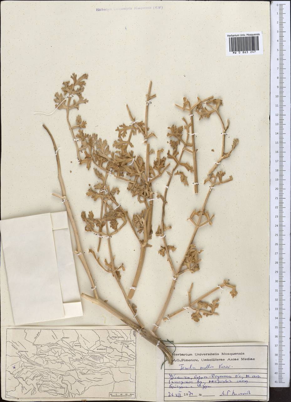 Ferula rubroarenosa Korovin, Middle Asia, Pamir & Pamiro-Alai (M2) (Uzbekistan)