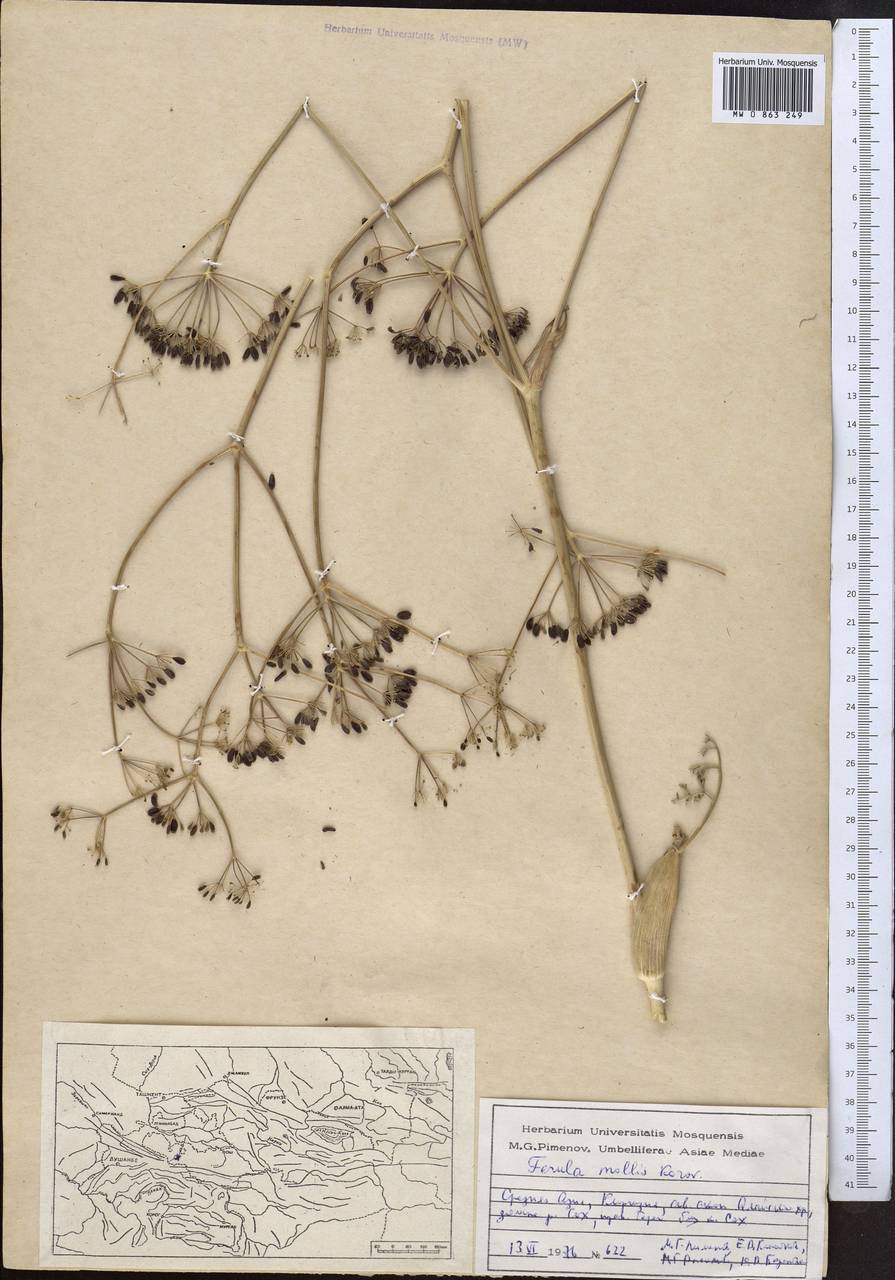 Ferula mollis Korovin, Middle Asia, Pamir & Pamiro-Alai (M2) (Kyrgyzstan)