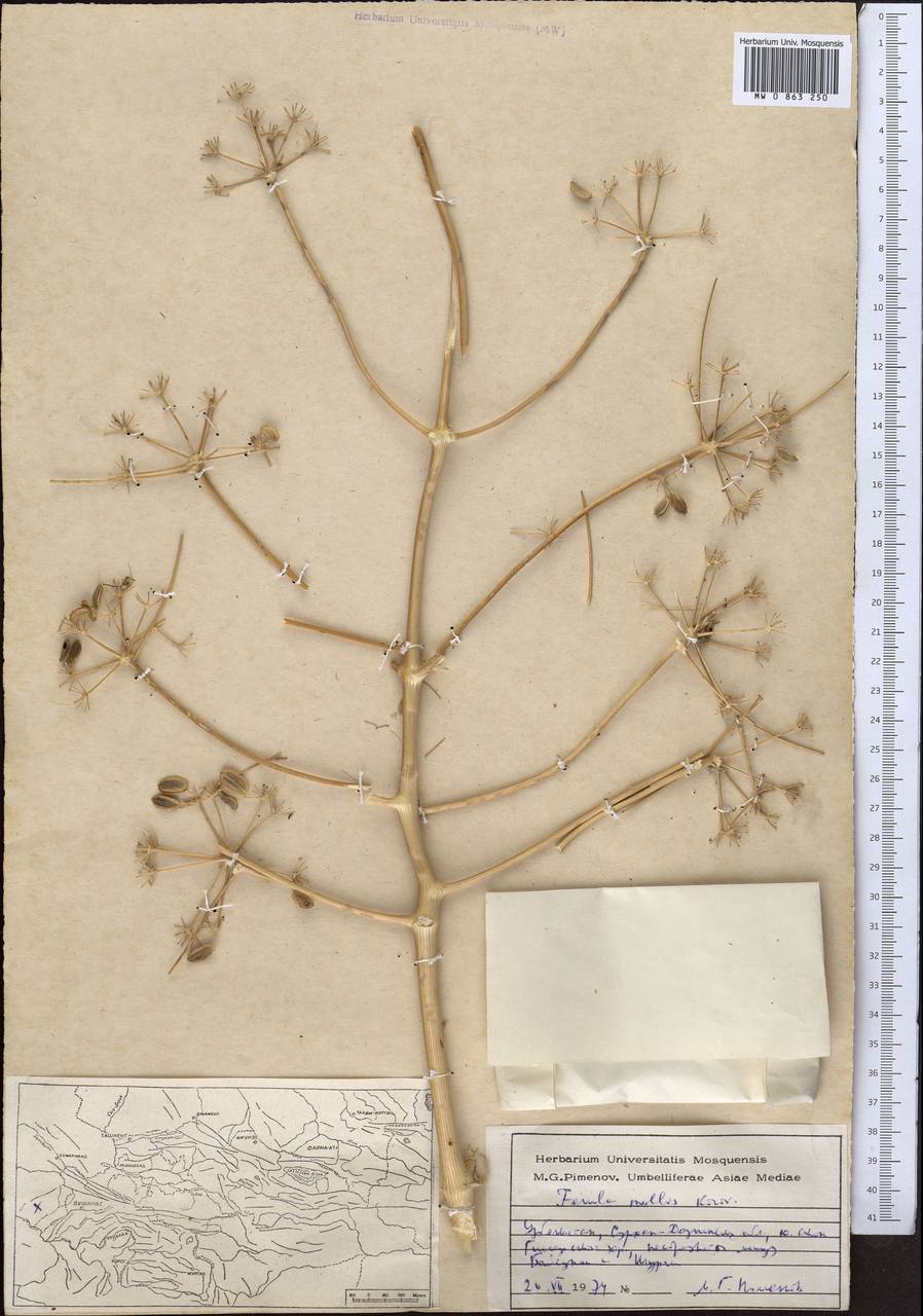 Ferula rubroarenosa Korovin, Middle Asia, Pamir & Pamiro-Alai (M2) (Uzbekistan)