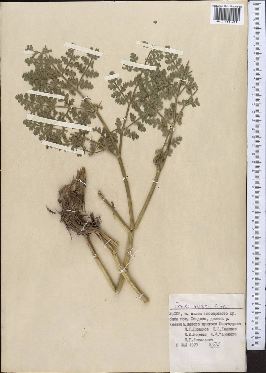 Ferula nevskii Korovin, Middle Asia, Pamir & Pamiro-Alai (M2) (Uzbekistan)