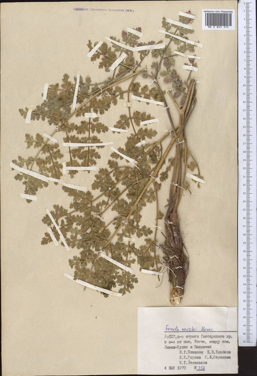 Ferula nevskii Korovin, Middle Asia, Pamir & Pamiro-Alai (M2) (Uzbekistan)