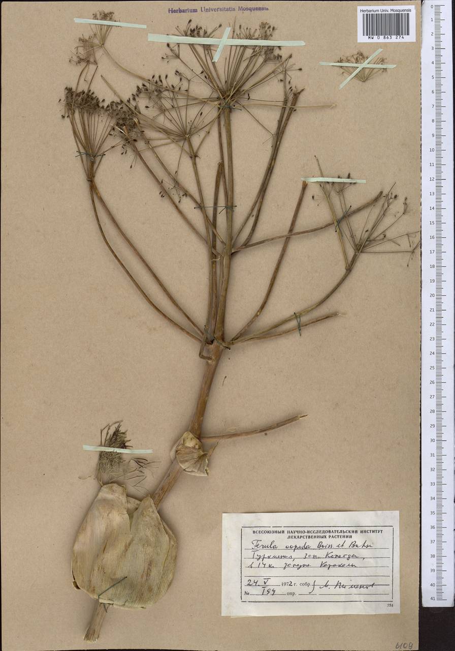 Ferula oopoda (Boiss. & Buhse) Boiss., Middle Asia, Kopet Dag, Badkhyz, Small & Great Balkhan (M1) (Turkmenistan)