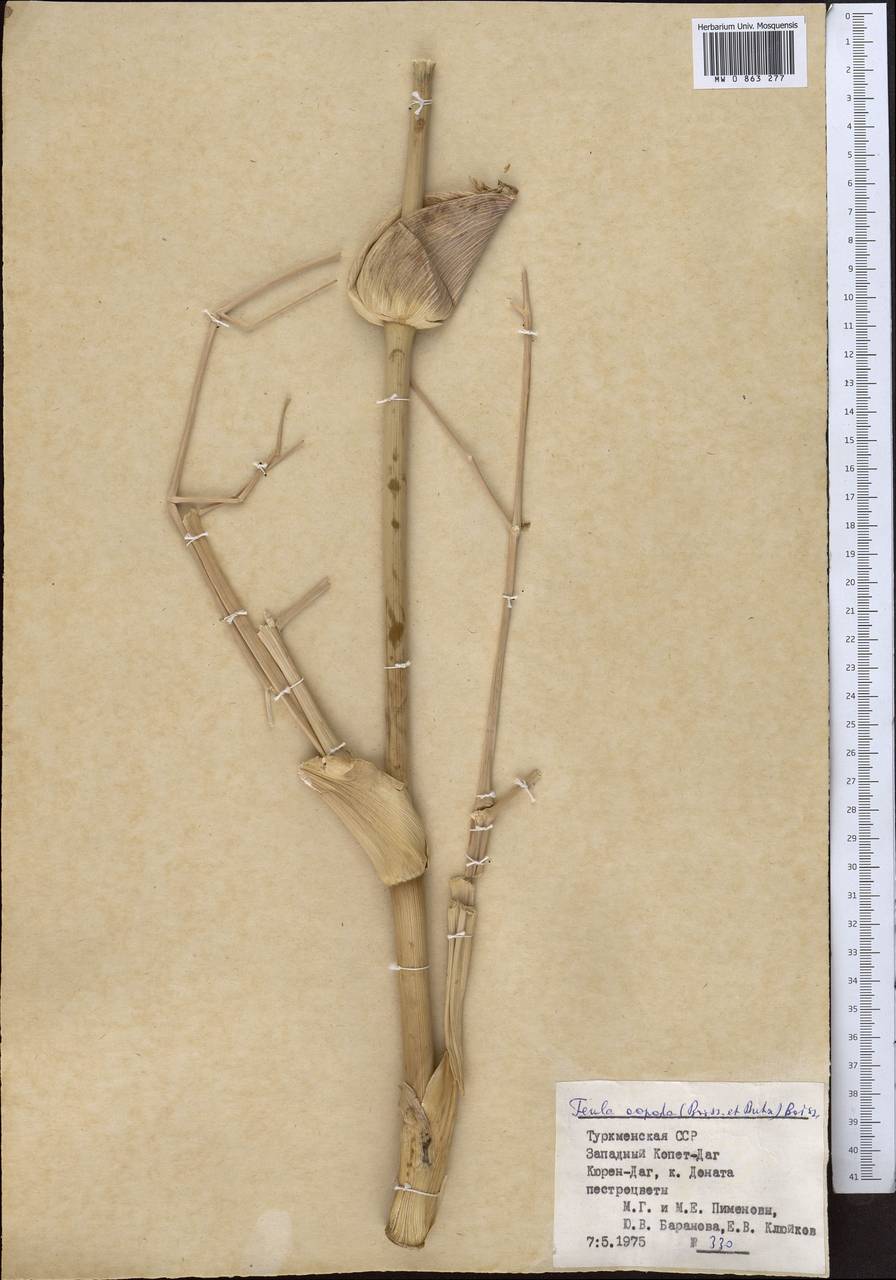 Ferula oopoda (Boiss. & Buhse) Boiss., Middle Asia, Kopet Dag, Badkhyz, Small & Great Balkhan (M1) (Turkmenistan)