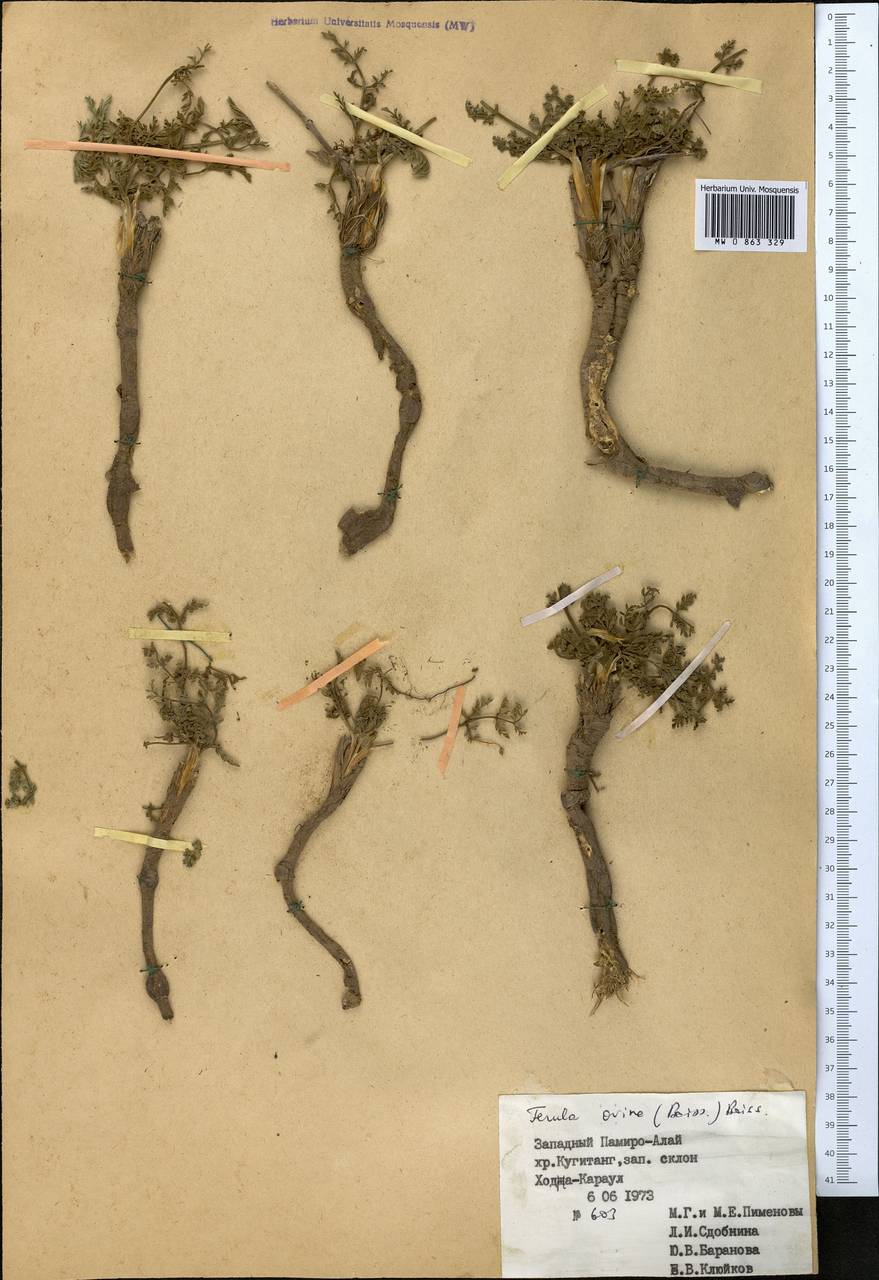 Ferula ovina (Boiss.) Boiss., Middle Asia, Pamir & Pamiro-Alai (M2) (Turkmenistan)