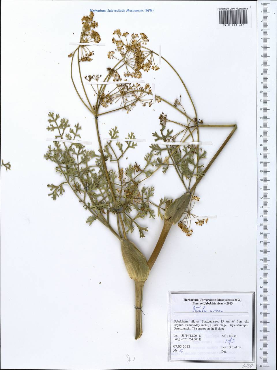 Ferula ovina (Boiss.) Boiss., Middle Asia, Pamir & Pamiro-Alai (M2) (Uzbekistan)