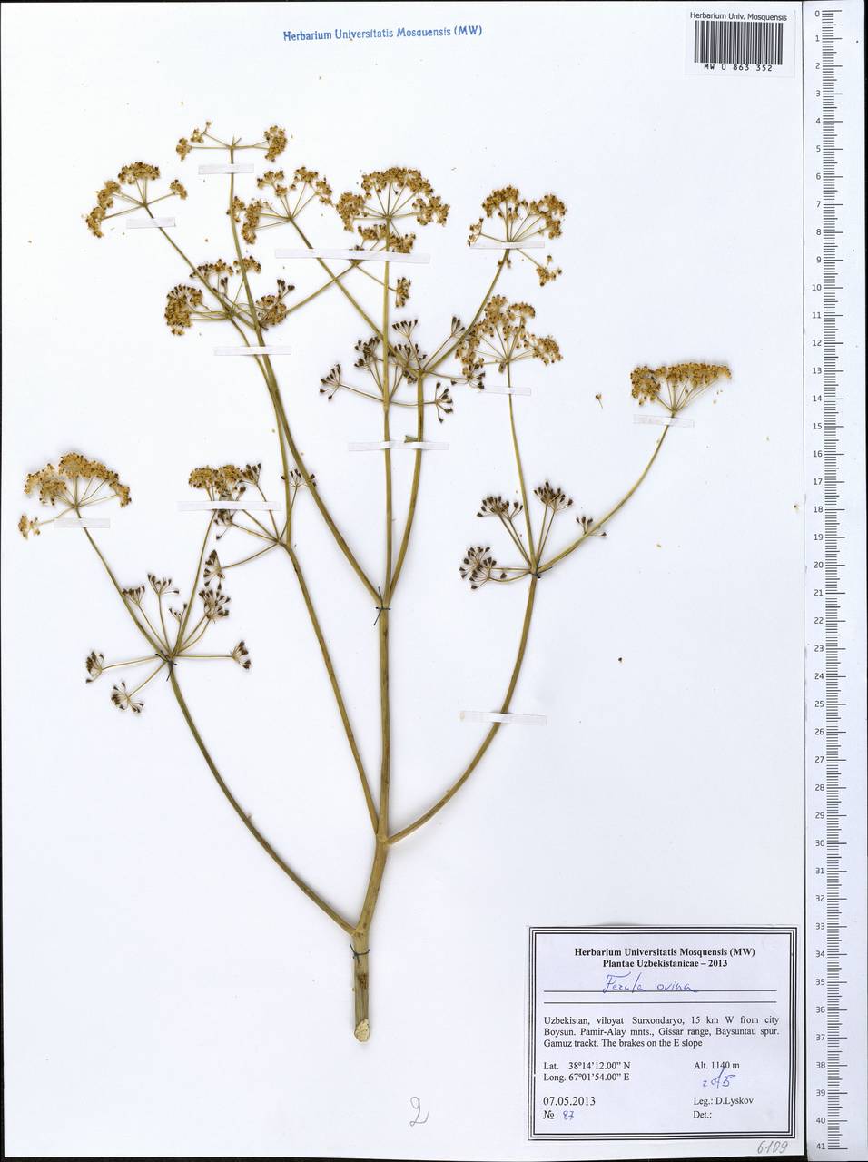 Ferula ovina (Boiss.) Boiss., Middle Asia, Pamir & Pamiro-Alai (M2) (Uzbekistan)