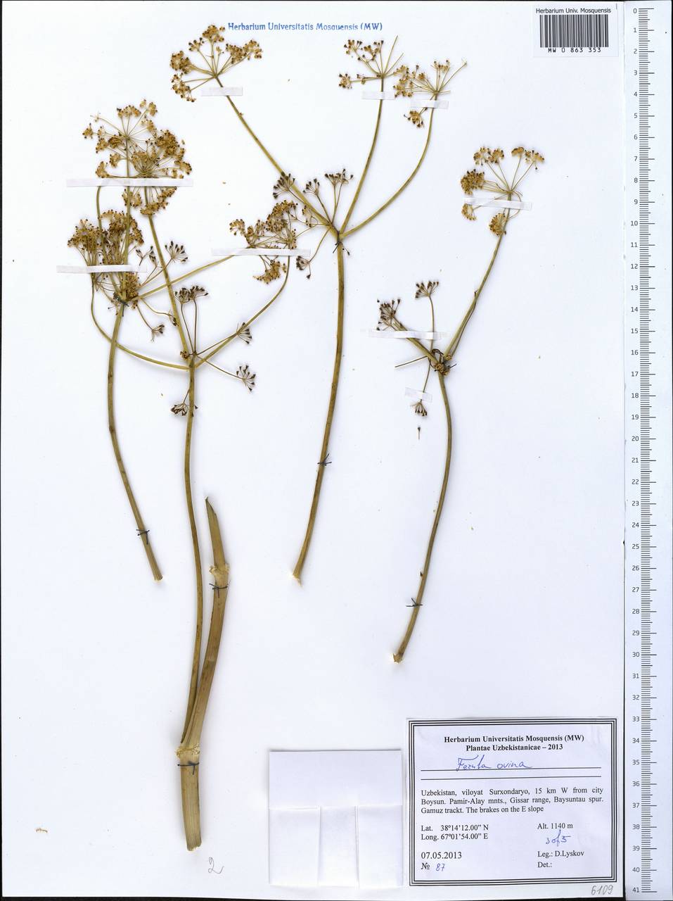 Ferula ovina (Boiss.) Boiss., Middle Asia, Pamir & Pamiro-Alai (M2) (Uzbekistan)