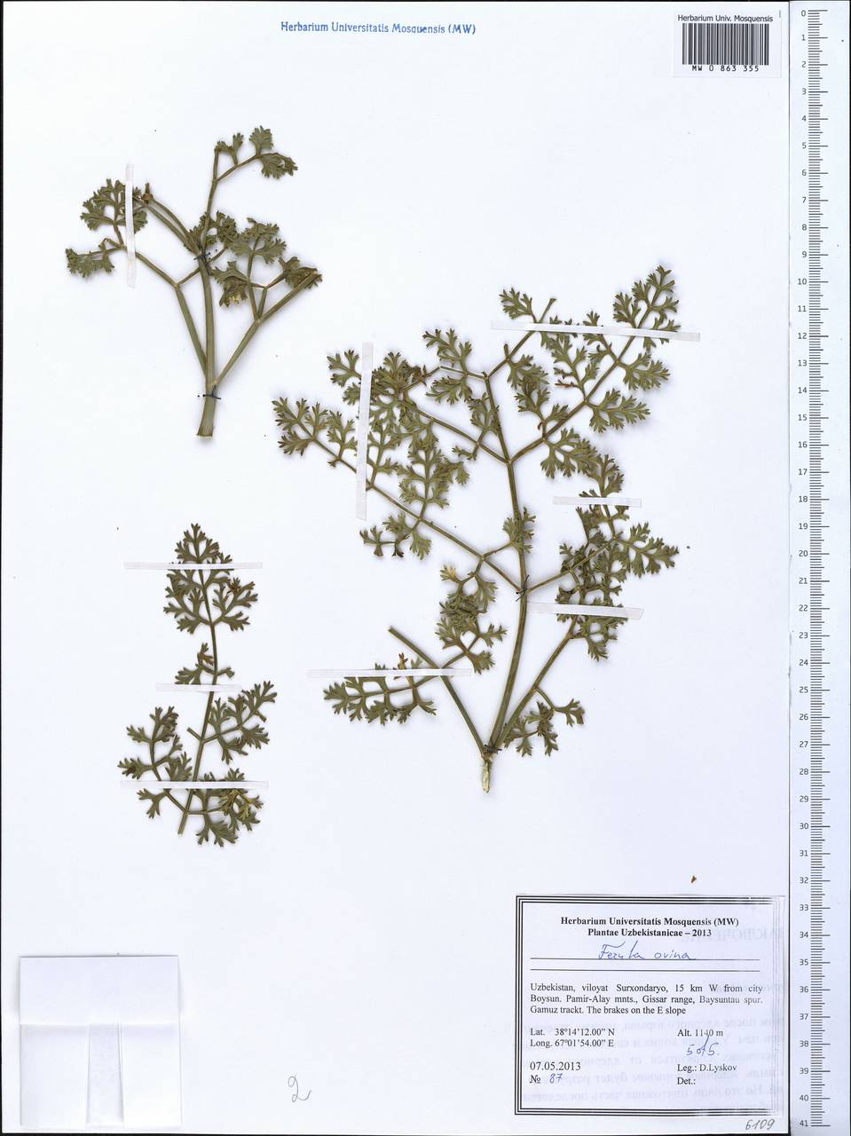 Ferula ovina (Boiss.) Boiss., Middle Asia, Pamir & Pamiro-Alai (M2) (Uzbekistan)