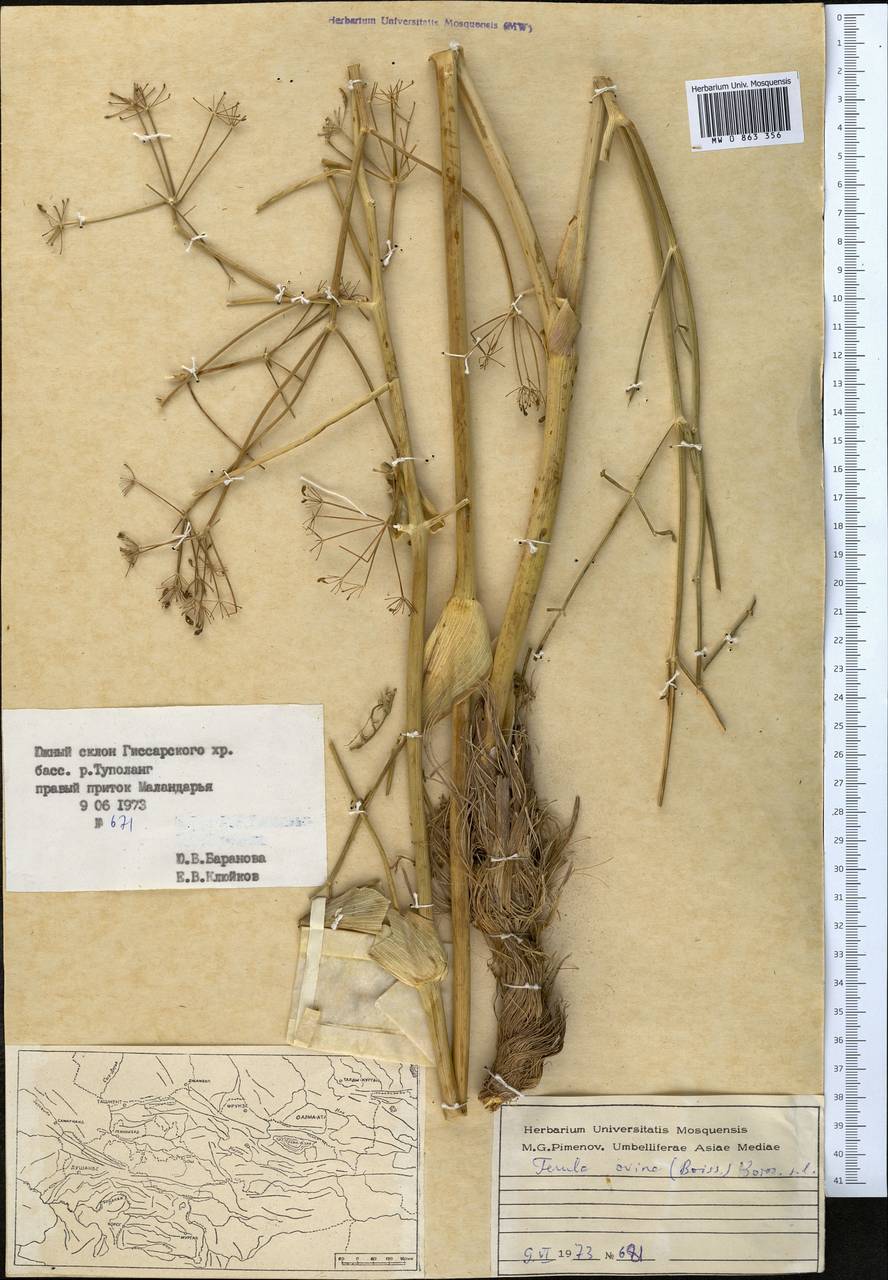 Ferula ovina (Boiss.) Boiss., Middle Asia, Pamir & Pamiro-Alai (M2) (Tajikistan)