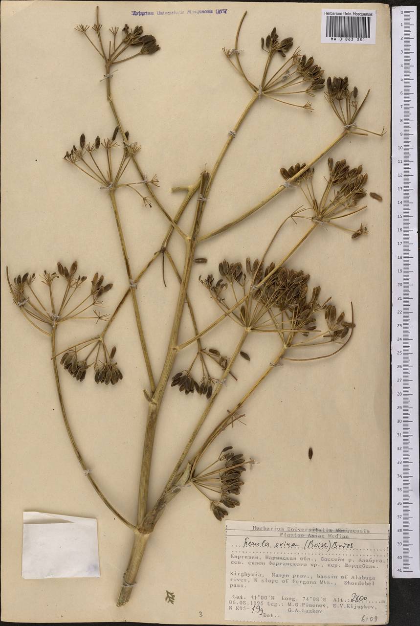 Ferula ovina (Boiss.) Boiss., Middle Asia, Northern & Central Tian Shan (M4) (Kyrgyzstan)