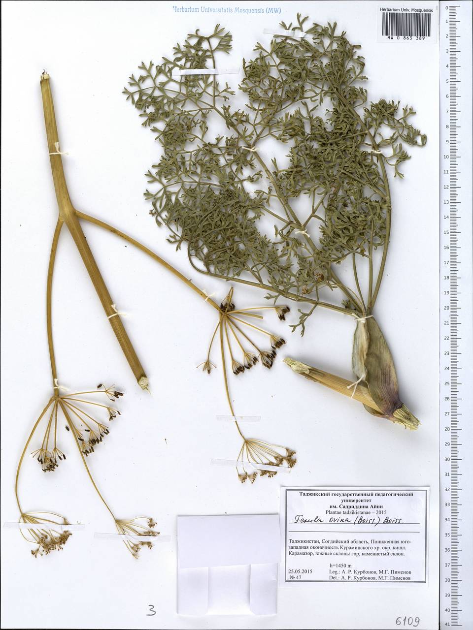 Ferula ovina (Boiss.) Boiss., Middle Asia, Western Tian Shan & Karatau (M3) (Tajikistan)